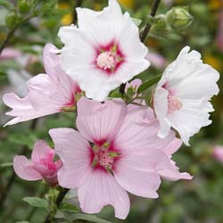 Lavatera  Barnsley